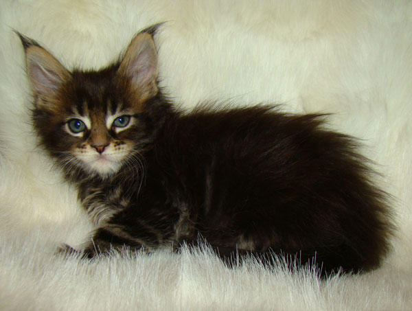     Catsvill County!   !    !       !!!    Catsvill County +7-926-544-74-09     .   ,   ,   ,    ,   ,  ,     ,   -,    ,   !